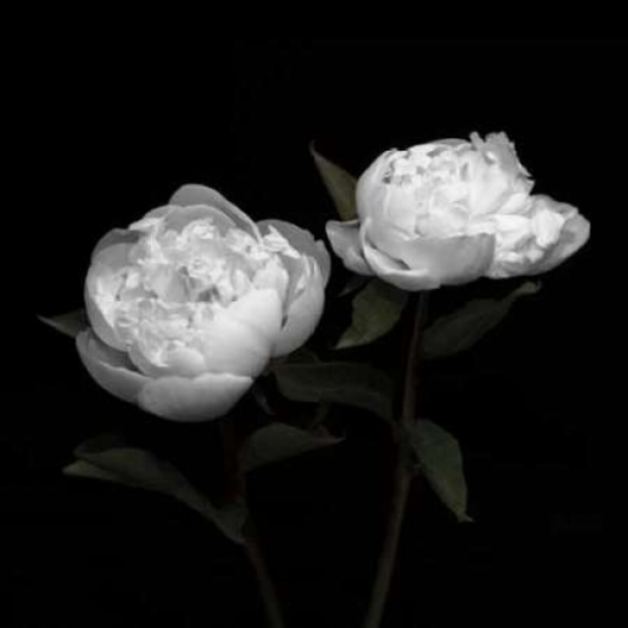 Peony Perfection I Poster Print by Jeff Maihara - Item # VARPDX16095